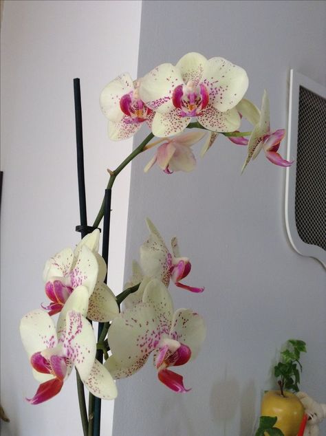 Orchid Aesthetic, Boquette Flowers, Nothing But Flowers, Orchid Care, Flower Therapy, Orchid Plants, Beautiful Bouquet Of Flowers, Pretty Plants, Plant Mom