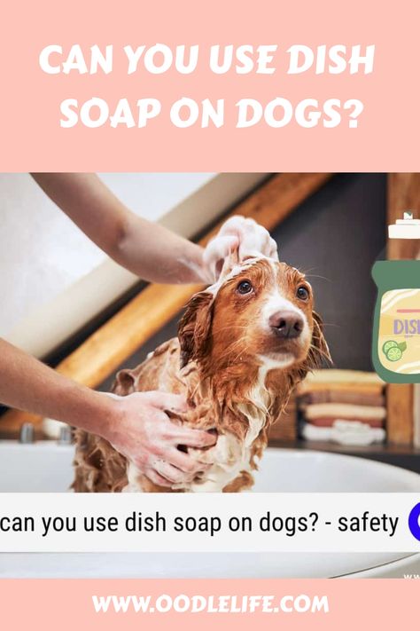 This problem might cause you to wonder, “Can you use dish soap on dogs?” This article covers everything you need to know about using dish soap on dogs. We’ll Puppy Advice, Homemade Dog Shampoo, Dawn Dishwashing Liquid, Itchy Dog, Oatmeal Dog Shampoo, Dog Soap, Shampoo Recipe, Dog Wrap, Washing Soap