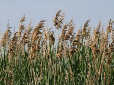 Common Reed, Phragmites Australis, Ground Sloth, Leaf Identification, Pictures Flowers, Hidden House, Perennial Grasses, Witch Stuff, Bamboo Shoots