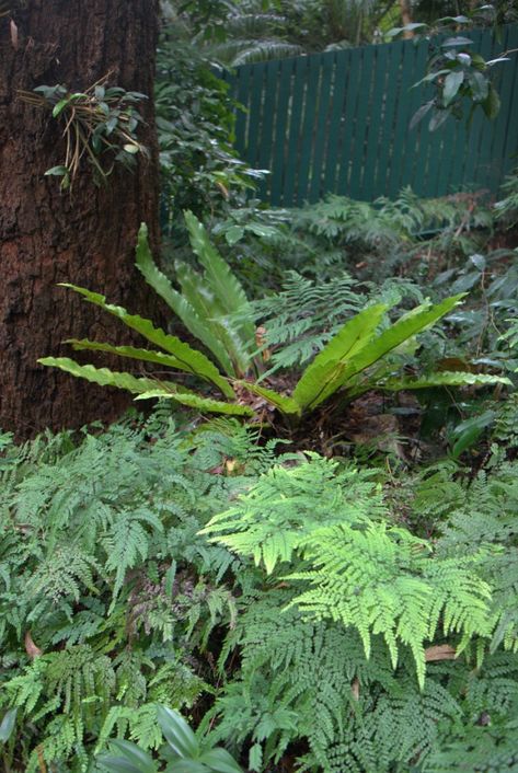 Rainforest Shade Australian Native Rainforest Garden, Rainforest Garden, Native Plant Landscape, Australian Garden Design, Bush Garden, Rainforest Plants, Native Gardens, Australian Native Garden, Ferns Garden