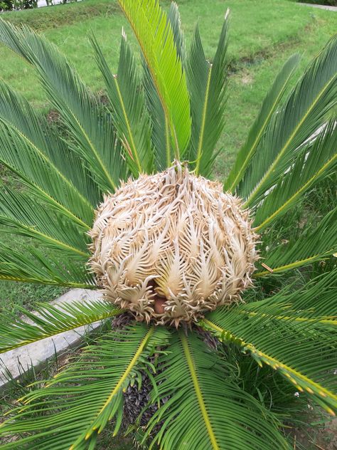 Cycas Plant, Outdoor Projects, Plant Life, Crochet, Plants, Flowers