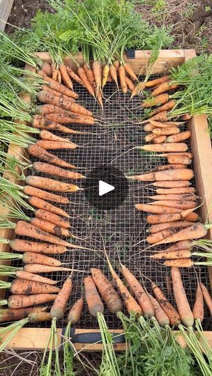 1.9K views · 108 reactions | My best tips for growing BIG carrots! Want more tips for growing carrots? Check out my carrot playlist. #carrots #vegetablegarden #gardentips #gardenhacks #gardening #growyourownfood | From Dream to Seed | From Dream to Seed · Original audio Growing Carrots, Grow Your Own Food, 1k Views, Growing Vegetables, Vegetable Garden, Follow For More, Gardening Tips, Carrots, I Am Awesome