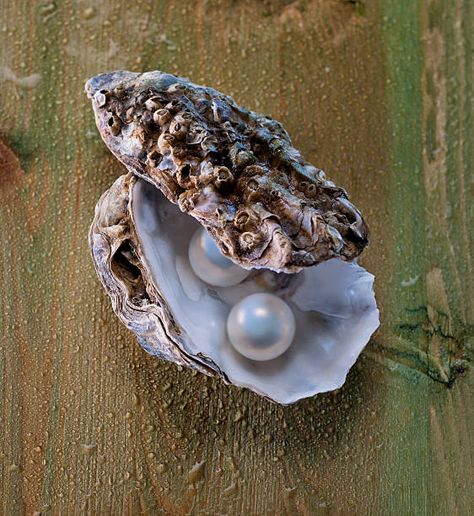 pearls in oyster shell Oyster With Pearl, Pearls Photography, Oyster Pearl, Instagram Inspiration Posts, Oyster Shells, No Rain, Drawing Images, Oyster Shell, Precious Gems