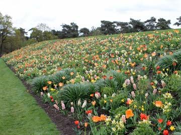 Planting a bulb "meadow" • GreenView Fertilizer Bulb Meadow, Planting Spring Bulbs, Planting Bulbs In Spring, Garden Bulbs, Spring Bulbs, Garden Designs, Side Yard, Bulb Flowers, Planting Bulbs