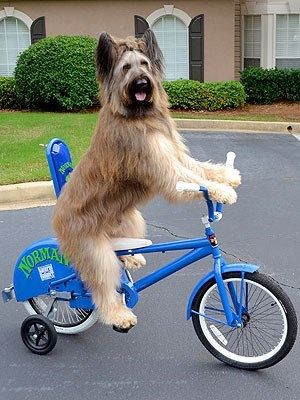 Norman the Scooter Dog #briard Dog Riding Bike, Strong Independent, Funny Dog Memes, Bike Riding, Silly Dogs, Cycling Art, Funny Dog Pictures, Beatrix Potter, Funny Animal Pictures