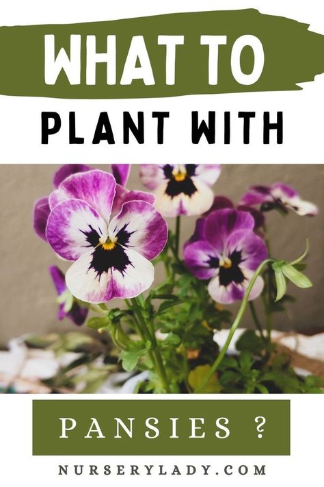 Pansies Landscape Front Yards, Pansy In Pots, Potted Pansies Planters, Planters With Pansies, Pansies And Tulips, Pansy Pots Ideas, Pansy Companion Plants, Pansies In Flower Beds Front Yards, Pansy Garden Ideas