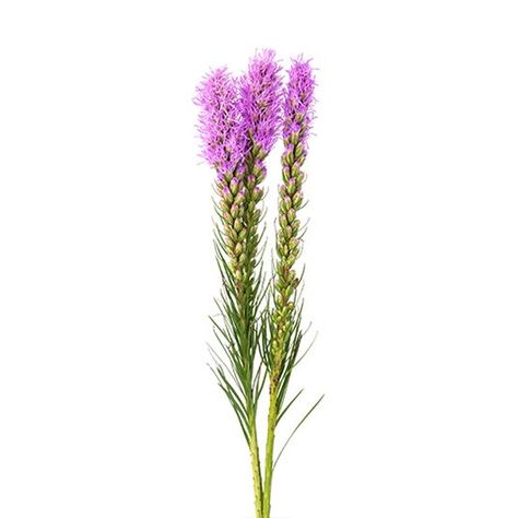 LIATRIS - Flowers We Love - Flower.Style Magazine Floral Design Classes, Flower Identification, Line Flower, Flower Style, Flower Spike, Style Magazine, Language Of Flowers, White Hydrangea, Spray Roses