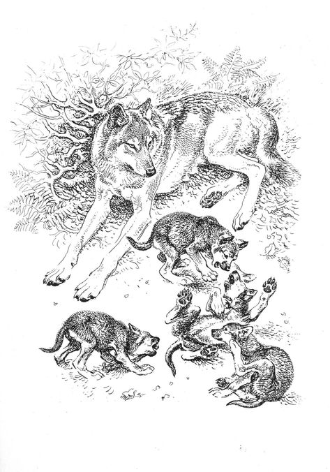 Wolf Cubs, Wolf’s Rain, Wolf Illustration, Hunting Art, Wildlife Artwork, Drawing Examples, Adult Coloring Designs, Human Anatomy Art, Canine Art