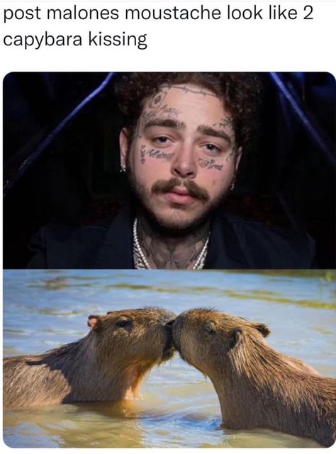 Humor Mexicano, Funny Animal Memes, Post Malone, Really Funny Memes, Animal Memes, Bored Panda, Funny Laugh, Funny Cute, Mtv