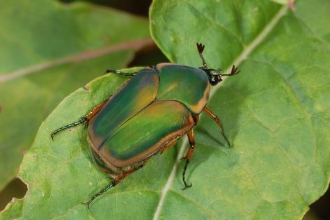 Coleoptera_Scarabaeidae_Green June beetle June Beetle, Insect Identification, Beetle Tattoo, Insect Species, Bug Collection, Garden Bugs, Backyard Plants, Moth Caterpillar, June Bug