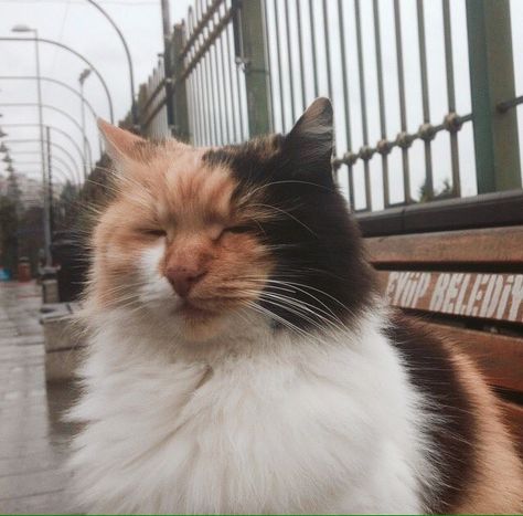 Fluffy Calico Cat Aesthetic, Aesthetic Calico Cat, Calico Cat Aesthetic, Fluffy Calico Cat, Cat Obsession, Cat Sanctuary, Calico Cats, Cat Reference, Gorgeous Cats