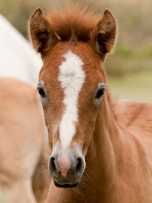 Horse Drawing Reference, Horses Foals, Horse Boarding, Lisa Marie Presley, First Tooth, Horse Equestrian, Western Horse, Cute Horses, Pretty Horses