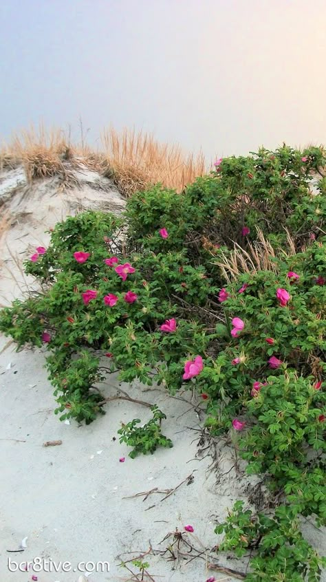 spend more time near the ocean this year. we live so close I take it for granted, and yet it is where my soul feels fed. get to the beach MORE! Beach With Flowers, Beach Environment, Beach Roses, Bloom Perfume, Roses Growing, Beach Dunes, Beach Rose, Rosa Rugosa, England Beaches