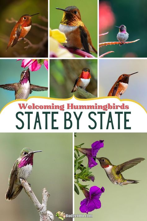 Explore the world of hummingbirds with our State-by-State Guide! Ideal for bird watchers, it details when & where to spot these tiny flyers, feeder tips, and creating a hummingbird-friendly space. Pin now for a magical backyard haven! 🌺🐦 #HummingbirdGuide #BirdWatching #NatureLovers Types Of Hummingbirds, Hummingbird Garden Flowers, Homemade Hummingbird Nectar, Hummingbird With Flowers, Magical Backyard, Central Valley California, Hummingbirds Photography, Living Frugal, Hummingbird Nectar