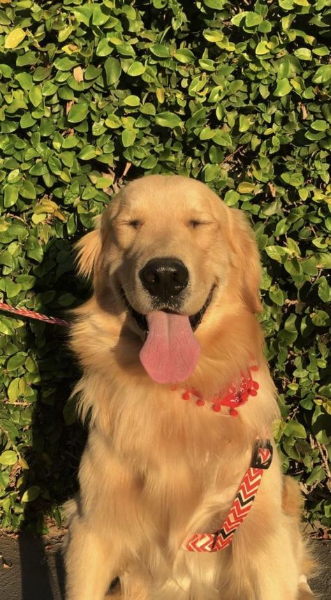 Golden Retriever Wallpaper Aesthetic, Cute Golden Retriever Aesthetic, Golden Dog Aesthetic, Golden Wallpaper Aesthetic, Golden Retriever Aesthetic, Golden Retriever Wallpaper, Perros Golden Retriever, Sweet Aesthetic, Golden Puppies