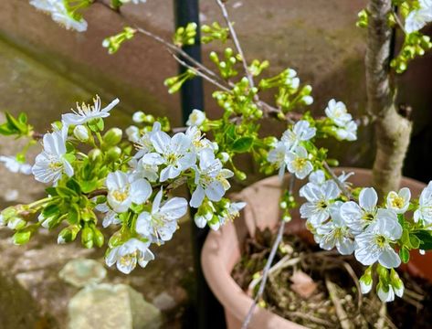 How to Grow Cherry Trees in Pots - Backyard Boss Grow Garlic Indoors, Sour Cherry Tree, Growing Cherry Trees, How To Grow Cherries, Backyard Boss, Trees In Pots, Grow Garlic, Pot Image, Japanese Cherry Tree