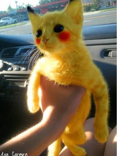 Pikamew cat Animals Name List, Pikachu Cat, Cute Animal Names, Funny Cat Compilation, Cute Pikachu, Baby Animals Pictures, Baby Kittens, Cute Cats And Kittens, Pet Costumes