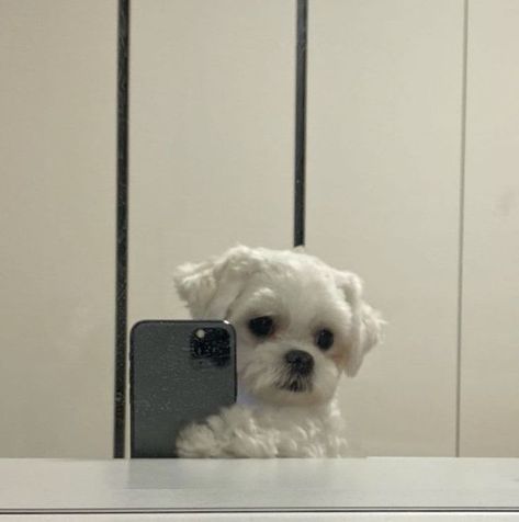 selfie dog cute puppy Mirror, Twitter, White, Instagram