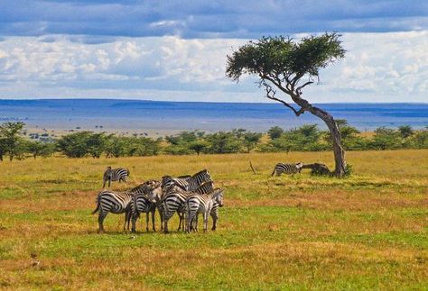 Sabana Savanna Biome, Grassland Biome, Savanna Grassland, Biomes Project, Savanna Animals, Desert Biome, Africa Holiday, Plains Zebra, Habitats Projects