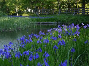 Water Iris, Japanese Iris, Soil Texture, Japanese Water, Simple Leaf, Plant Problems, Traditional Houses, Pollinator Garden, How To Attract Hummingbirds