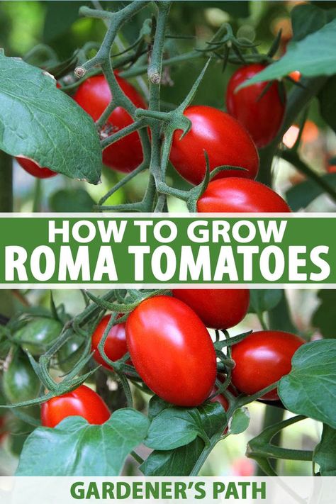 Beloved for their thick, meaty flesh and bold taste, Roma tomatoes are ideal for authentic sauces, pastes, purees, and dripless bruschetta. Vigorous plants with a high yield, they’re easy to grow in containers or the garden. Learn how to grow Roma tomatoes now on Gardener's Path. #tomatoes #growyourown #gardenerspath Growing Roma Tomatoes, Tomatoes Growing, Roma Tomato, Growing Tomato Plants, Types Of Tomatoes, Vegetable Garden Tips, Vegetable Garden Raised Beds, Tomato Plant, Garden Hacks