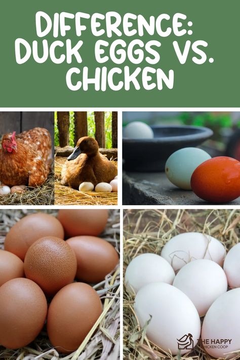 Collage comparing duck eggs and chicken eggs, highlighting differences in size, color, and nesting. Ducks Vs Chickens, Goat Shelter, Backyard Ducks, Egg Nutrition, Raising Quail, Raising Ducks, Chicken Health, Raising Backyard Chickens, Duck Eggs