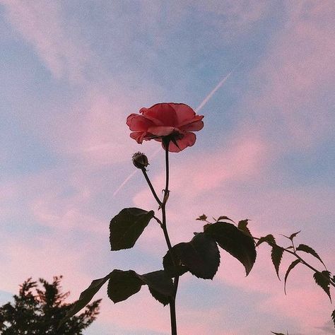 Peach Aesthetic, Aesthetic Roses, Rosé Aesthetic, Angel Aesthetic, Rose Pictures, Tumblr Photography, Aesthetic Images, Aesthetic Grunge, Cute Wallpaper Backgrounds