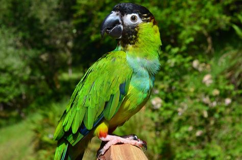 Nanday Parakeet, Nanday Conure, Conure Bird, Florida Birds, Conure Parrots, Flight Feathers, Tropical Colors, Pet Bird, Dark Shades