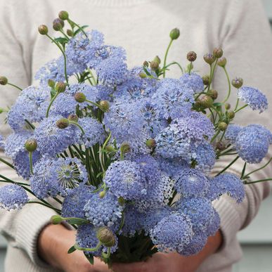 Lacy Lavender Blue Didiscus Flower Garden Plans, Cut Flower Garden, Cottage Gardens, Plant Spacing, Annual Flowers, Organic Seeds, Fresh Cut Flowers, Flower Display, Lavender Blue