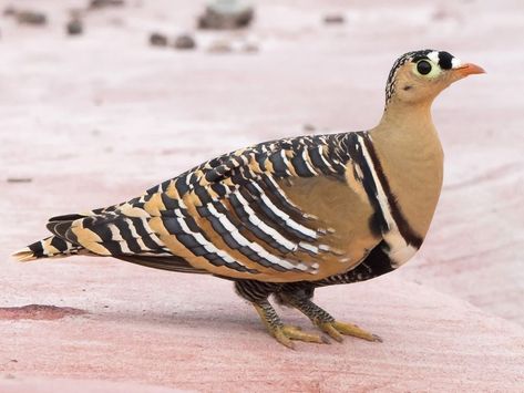 Painted Sandgrouse Pigeon Breeds, Animal Babies, Animal References, Favorite Animals, Pretty Animals, Silly Animals, Pretty Birds, Weird Animals, Wild Birds