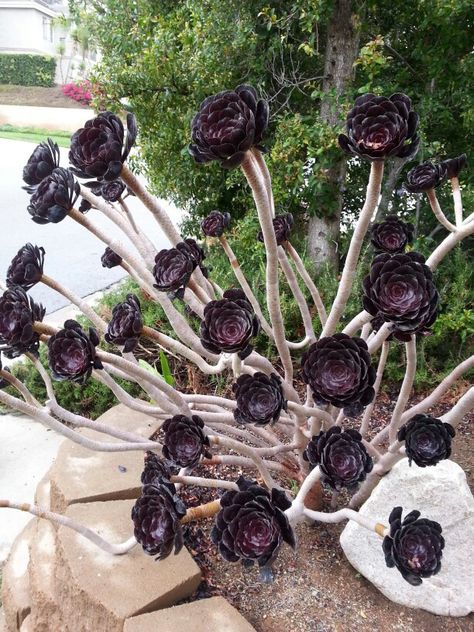 Black rose succulent Black Rose Plant, Black Rose Succulent, Rose Succulent, Kaktus Dan Sukulen, Succulent Landscape Design, Goth Garden, Front Garden Design, Gothic Garden, Succulent Gardening