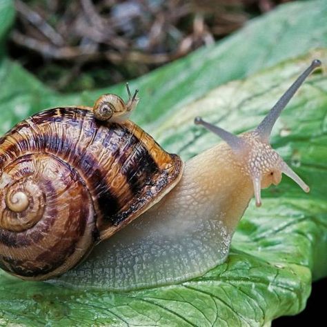 Snail Image, Pet Snails, Snails In Garden, Landscape Structure, What Is A Bird, Weird Animals, Amazing Nature, Animals And Pets, Funny Animals