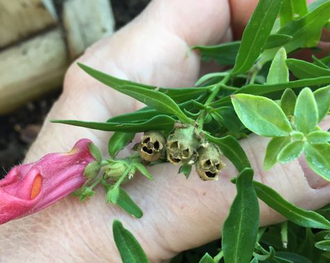 Snapdragon dead flower skulls Dragonsnap Flower, Burrito Filling, Hades Daughter, Lana Core, Snapdragon Flowers, Fantasy Forest, Flower Skull, Botany, Garden Landscaping