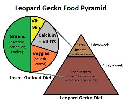 learn about leopard gecko nutrition with the leopard gecko food pyramid! Leopard Gecko Care Sheet, Lepord Gecko Cages, Leopard Gecko Food List, Leopard Gecko Feeding Chart, Leopard Gecko Food, Leopard Gecko Diy, Types Of Geckos Pets, Pet Gecko, Leopard Gecko Tank