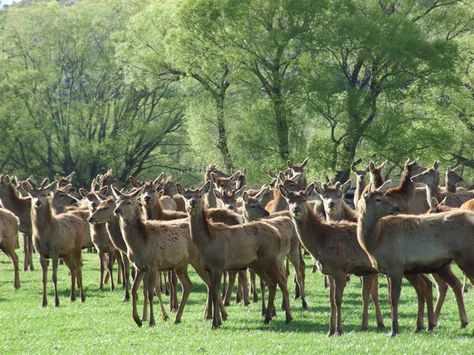 FARM DEERS | Yearling deer on Doug Maxwell's Alexandra deer farm. Photo by Diane ... Deer Farm, Farm Photo, Future House, Goats, Deer, Camel, Animals