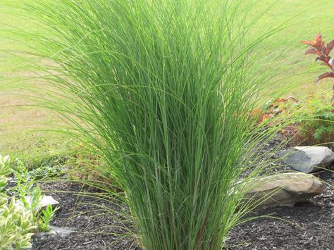 Why I love Miscanthus 'Gracillimus' : An Obsessive Neurotic Gardener Tall Grass Landscaping, Peach Tree Diseases, Fruit Cocktail Tree, Miscanthus Gracillimus, Miscanthus Sinensis Gracillimus, Pink Dogwood Tree, Fast Growing Vines, Growing Vines, Pink Dogwood