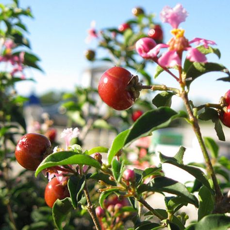 Plant Search - Garden Style San Antonio Texas Redbud, Cherry Bonsai, Salvia Greggii, Autumn Sage, Texas Plants, Barbados Cherry, Flower Coat, Dallas Arboretum, Small Shrubs