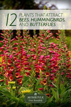 Butterfly Garden Plants, Plants That Attract Butterflies, Bell Gardens, Hummingbird Plants, Butterfly Plants, Hummingbird Garden, Dinner Bell, Bee Garden, Pollinator Garden