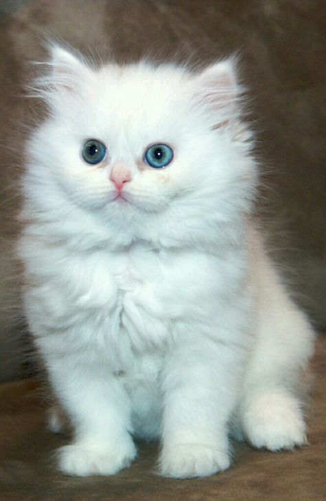 White Persian Kittens, Cats White, Cutest Kittens, Persian Kitten, White Kitten, Persian Kittens, Adorable Kittens, White Kittens, Baby Kittens