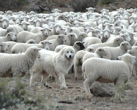 Pyrenees Puppies, Maremma Sheepdog, Pyrenean Mountain Dog, Livestock Guardian Dog, Livestock Guardian, Great Pyrenees Dog, Great Pyrenees, Mountain Dog, Large Dog Breeds