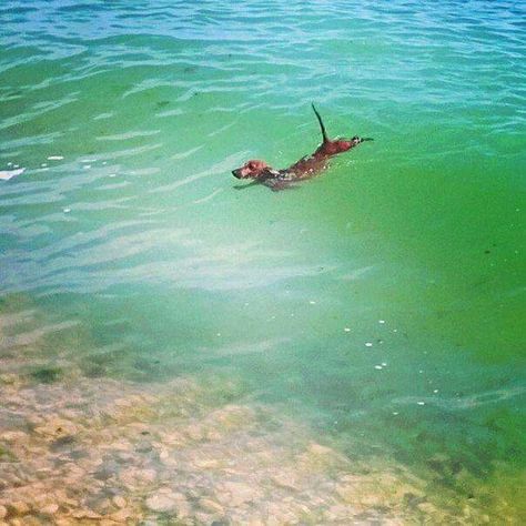 Doxie swimming in some very green water. lol Dachshund Swimming, Body Surfing, Weenie Dogs, Dachshund Lovers, Dachshund Puppies, Dachshund Love, Big Dog, Weiner Dog, Wiener Dog