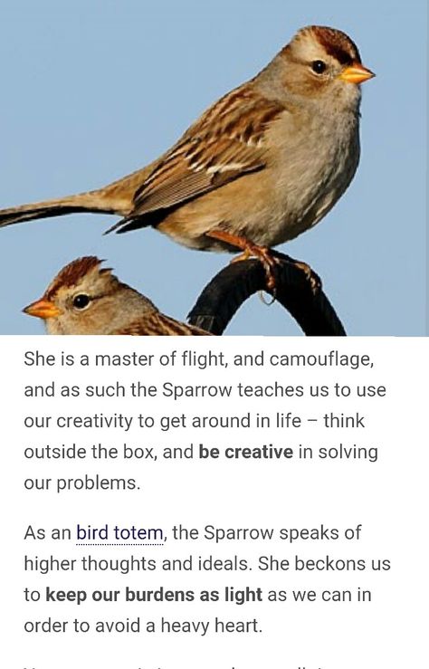 Sparrow Totem Sparrow Meaning Spiritual, Sparrow Meaning, Sparrow Symbolism, Native American Astrology, Spirit Symbol, Bird Symbolism, Spiritual Animals, Blue Sparrow, Spirit Animal Meaning