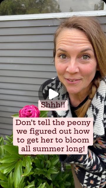 Kelly Welk on Instagram: "It’s TRUE…don’t tell the peonies we figured out how to get them to bloom all summer long. I’ve even heard some grandmas. Tell me they have saved their peony blooms in their fridge until thanksgiving! I have never been able to wait that long, but I have successfully held them in the fridge for several months.  Here’s how you do it : - Cut the peony blossom when the bloom head feels like a marshmallow, the petals are just barely starting to open and it’s a little bit squishy - Take off all of the foliage so that it’s only the stem with the bloom head - Wrap in a damp paper, towel or newspaper - then slide that wrapped up into a couple plastic bags from your produce - the sweet little package in the back of your fridge and when you are ready for your peony to bloom, Julia Rose Itoh Peony, Peony Bouquets, Peony Farm, Itoh Peonies, Peony Garden, Planting Peonies, Growing Peonies, Inside Plants, Grasses Garden