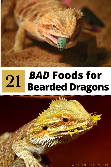 There are many foods that may seem perfectly harmless..like onions or spinach, but are actually unhealthy (or worse) for your bearded dragon. We help you navigate what foods to avoid with our list of 21 foods that are bad for bearded dragons #beardeddragon #exoticpets #beardeddragonfood Caring For Bearded Dragon, Bearded Dragon Weight Chart, Bearded Dragon Greens List, Diy Bearded Dragon Enclosure Ideas, Bearded Dragon Terrarium Ideas Tanks, Cute Bearded Dragon Tank, Bearded Dragon Birthday, Bearded Dragon Feeding, Bearded Dragon Substrate