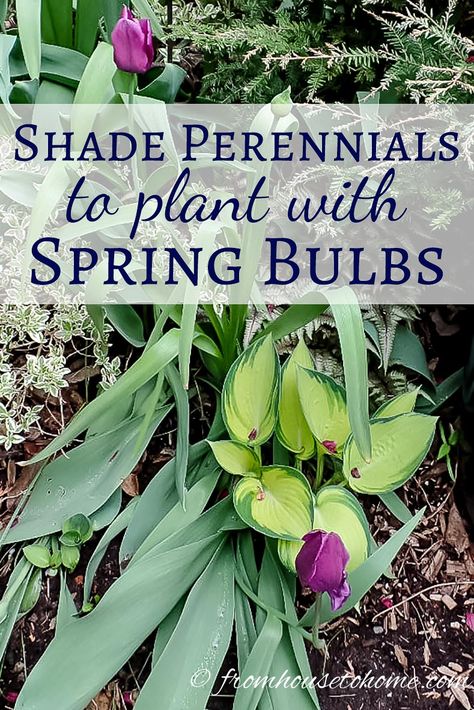 Shade perennials to plant with spring bulbs | Planting bulbs in your garden is a great way to ensure lots of blooms when spring rolls around. These shade perennials create pretty combinations for a beautiful landscape and also help to hide the bulb leaves after the flowers are finished. Spring Bulbs Garden, Beautiful Landscaping, Companion Plants, Meteor Garden 2018, Perennial Shrubs, Shade Perennials, Spring Flowering Bulbs, Garden Shrubs, Garden Bulbs