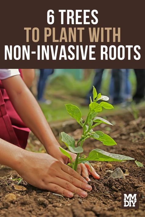 The Best Trees to Plant with Non-Invasive Roots Trees With Small Root System, Small Trees With Non Invasive Roots, Trees With Roots, Best Shade Trees, Patio Landscape Design, Front Yard Plants, Barn Houses, Weeping Willow Tree, Poplar Tree