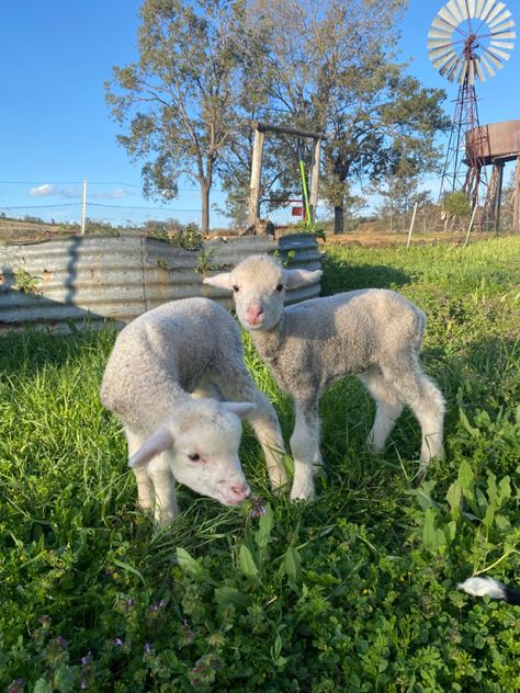 Two lambs posing for camera. Eating spring grass. Cobblestone Pathway, Lamb Wallpaper, Farm Vibes, G.o.a.t Wallpaper, Pet Sheep, Spring Lambs, Cute Lamb, Baby Sheep, Cute Goats