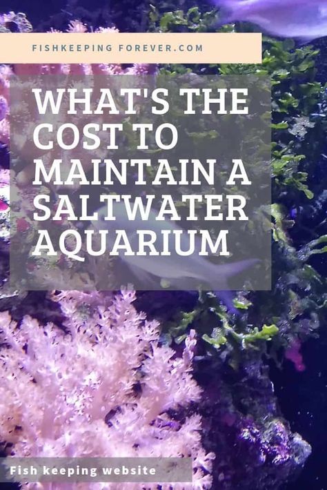 Aquarium Saltwater, Salt Water Aquarium, Unique Fish Tanks, Aquarium Set, Saltwater Aquarium Fish, Saltwater Fish Tanks, Marine Tank, Aquarium Setup, Salt Water Fish