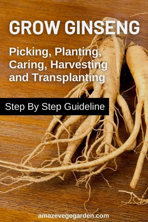 Acorn Bread, Growing Ginseng, Ginseng Plant, American Ginseng, Diy Container Gardening, Beginner Gardening, Mushroom Growing, Growing Lettuce, Herb Containers