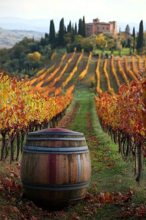 Tuscany Wine Tour, Tuscany Vineyard, Italy Countryside, Vineyard Art, Tuscany Wine, Vineyard Tour, Tuscany Landscape, Wine Photography, Italy Wine